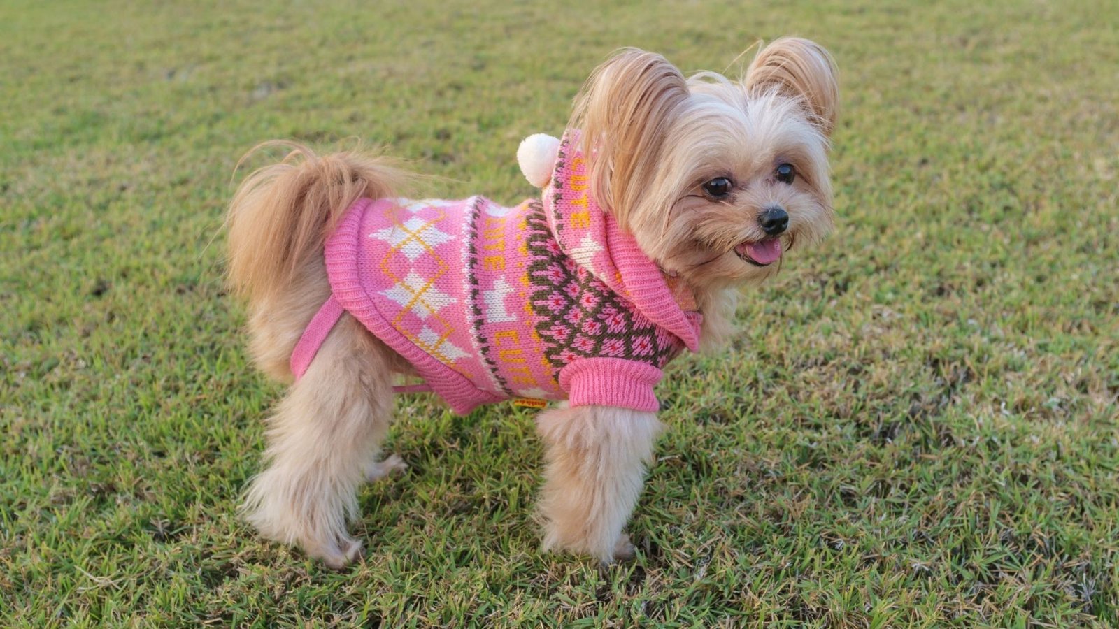 A Dog Wearing Clothes Showing the Benefits of Dressing Your Dog in Clothing 