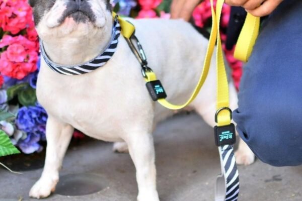 A Dog with one of the Top Stylish Dog Collars and Leashes