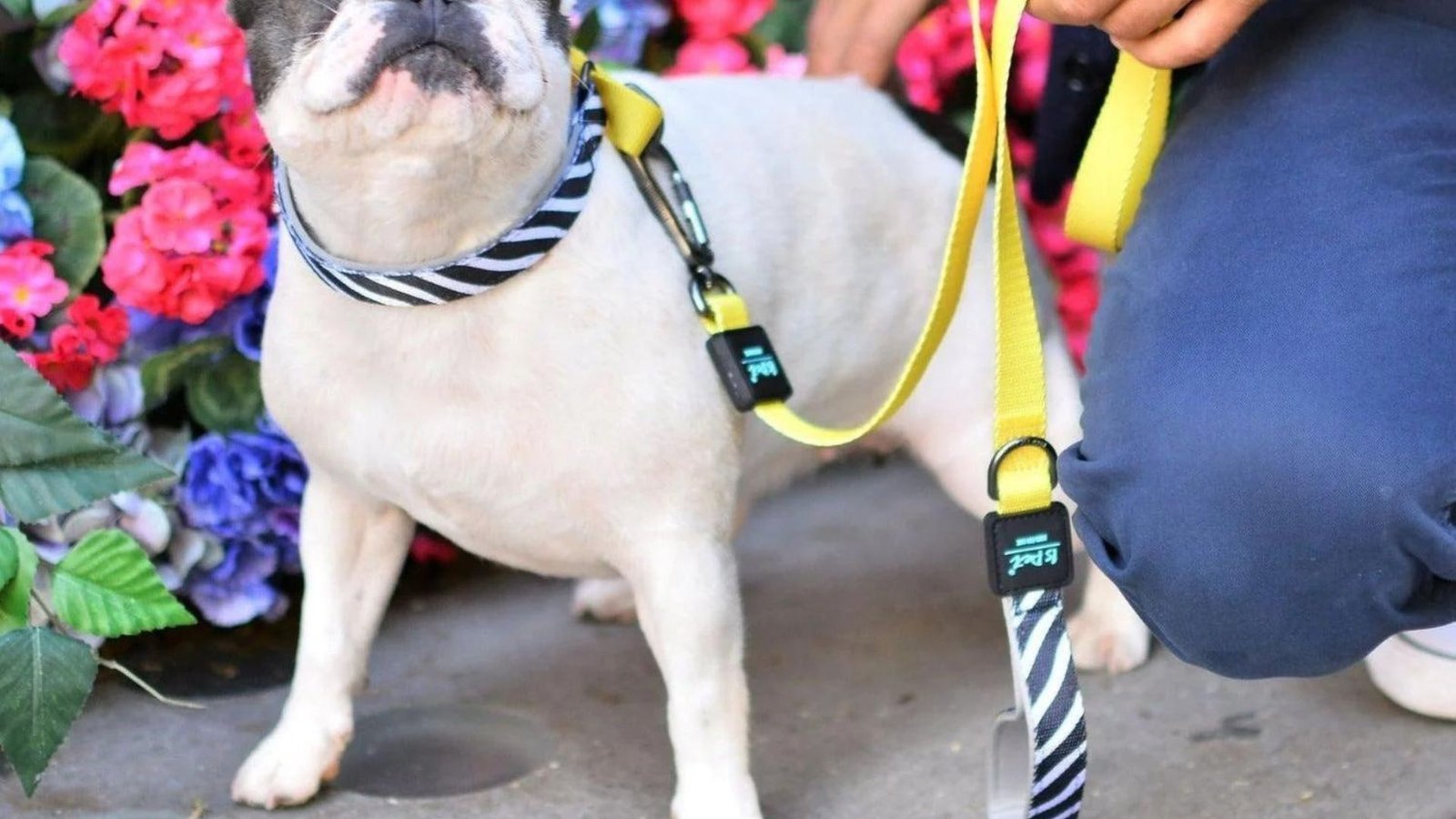 A Dog with one of the Top Stylish Dog Collars and Leashes