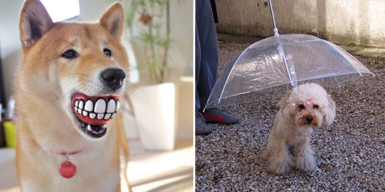 Unique and Fun Gift Ideas for Your Dog